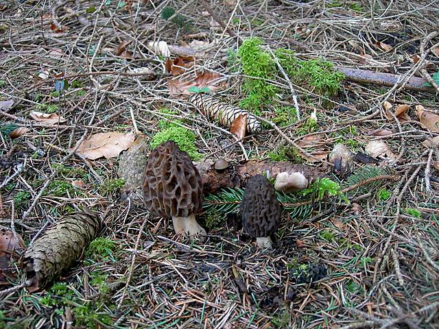 Le prime specie primaverili